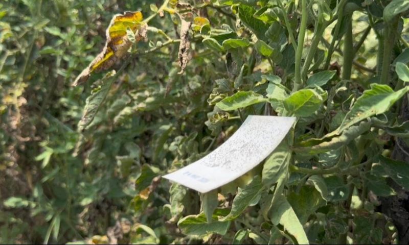 Nature’s Tiny Warriors Offer Pakistan Farmers an Alternative to Pesticides
