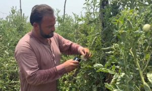 Nature’s Tiny Warriors Offer Pakistan Farmers an Alternative to Pesticides