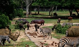 Amid blackouts, fuel shortages, and a lack of staff, Cuba's National Zoo, home to nearly a thousand animals, is struggling to preserve one of the region's most valuable genetic reserves. The park, located about 20 km from Havana, struggles to maintain a collection that includes endangered species such as rhinoceroses, tigers, jaguars, and hippos. "We were without electricity for exactly 23 days, but this group (of workers) didn't just sit around waiting for things to fall from the sky. We looked for solutions," National Zoo Director Juan Carlos Corella tells AFP.