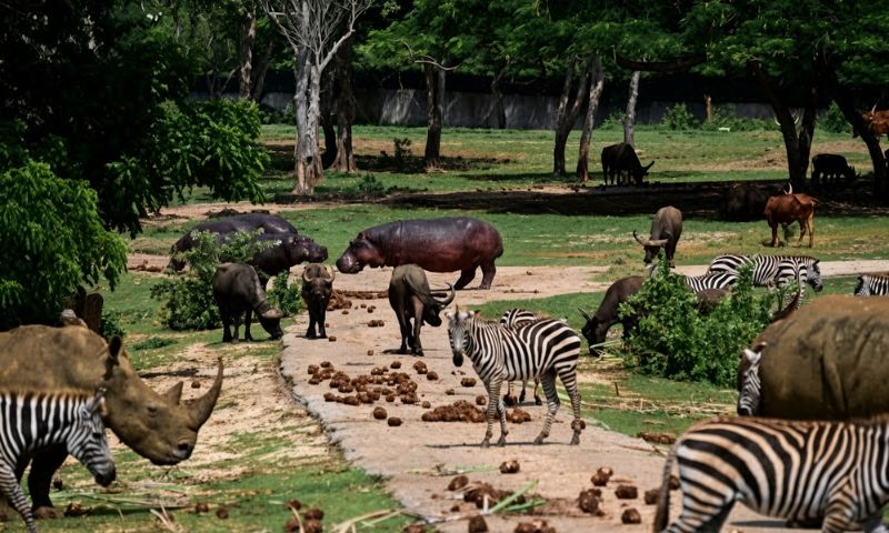 Amid blackouts, fuel shortages, and a lack of staff, Cuba's National Zoo, home to nearly a thousand animals, is struggling to preserve one of the region's most valuable genetic reserves. The park, located about 20 km from Havana, struggles to maintain a collection that includes endangered species such as rhinoceroses, tigers, jaguars, and hippos. "We were without electricity for exactly 23 days, but this group (of workers) didn't just sit around waiting for things to fall from the sky. We looked for solutions," National Zoo Director Juan Carlos Corella tells AFP.