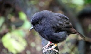 Black Robin