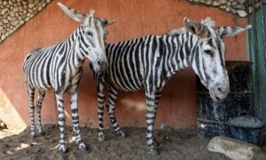Donkey is the new zebra in war-torn Gaza zoo