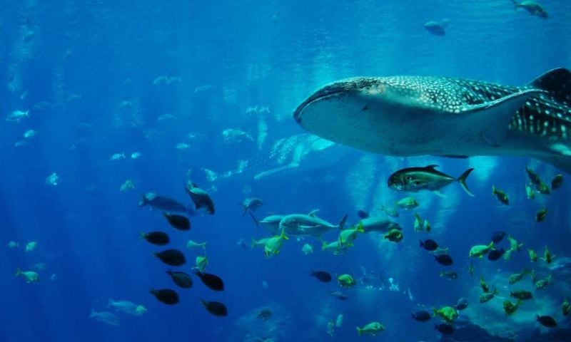 Rising Seas Threaten Spread of Marine Invaders: Scientists