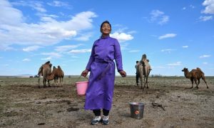 Mongolian Herders Enlist New Tech Against Harsher, Drier Climate