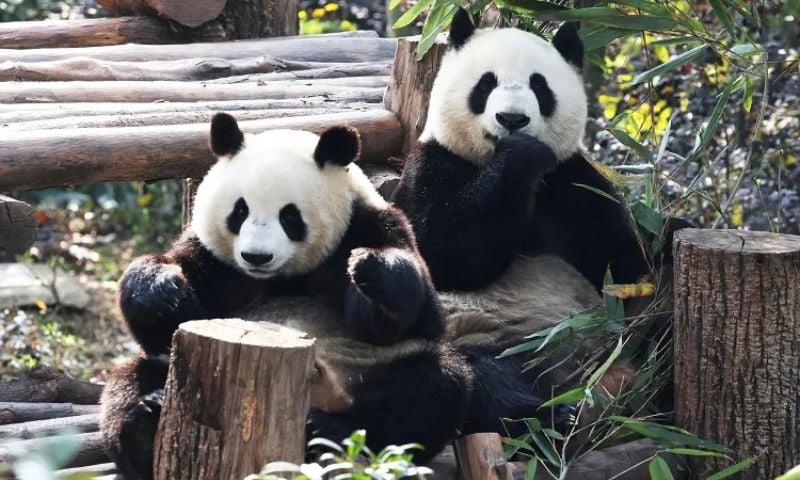 Panda canva