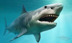 Shark canva