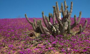'The Flowering Desert': El Nino Phenomenon Causes Unique Bloom in Chile's Atacama Desert
