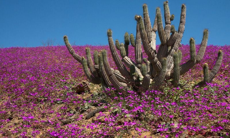 'The Flowering Desert': El Nino Phenomenon Causes Unique Bloom in Chile's Atacama Desert