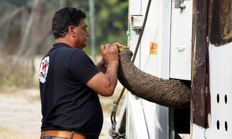 elephant