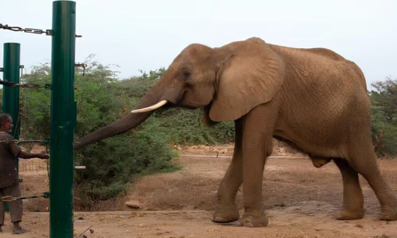 elephant