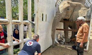 elephant