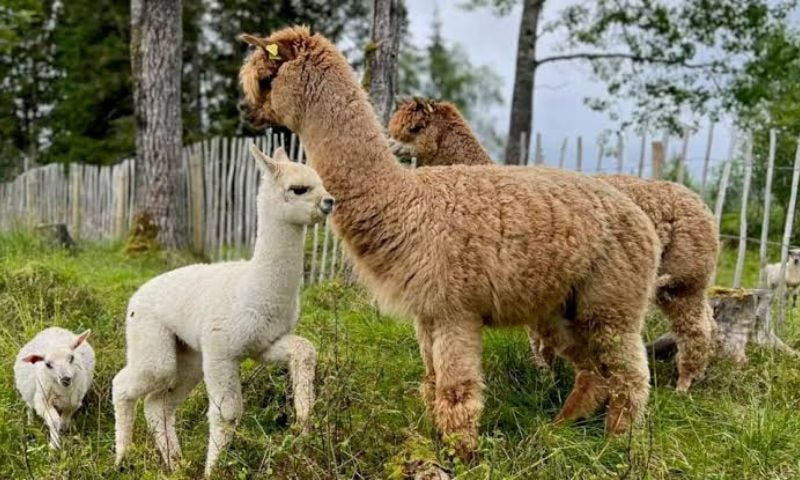 WATCH: Alpacas Descend From Swiss Mountain Pastures in Unusual Sight