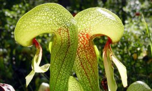 Carnivorous Plants in Colombia