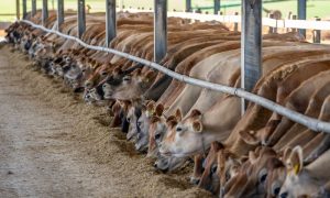 Livestock