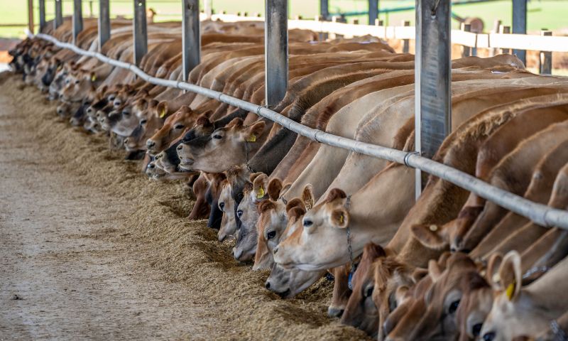 Livestock