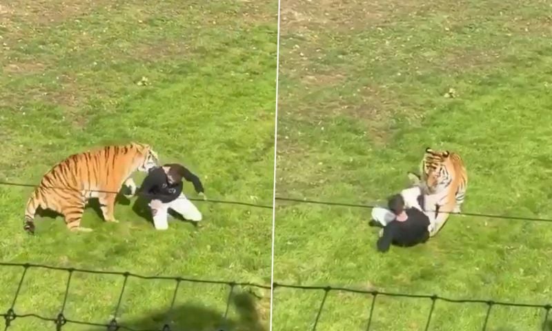 Man Dies After Tiger Attack at UK Wildlife Park: Police