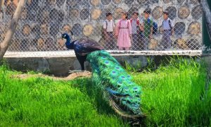 Zoo