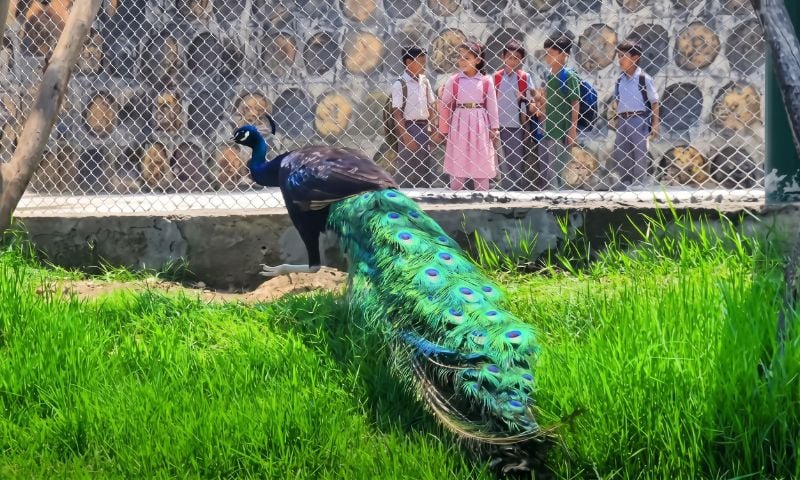 Zoo