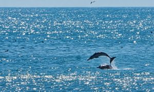 dolphin 1