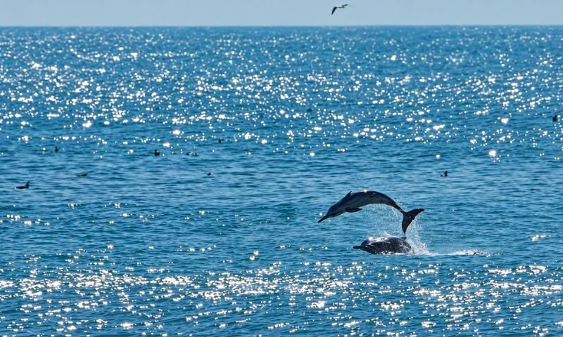 dolphin 1