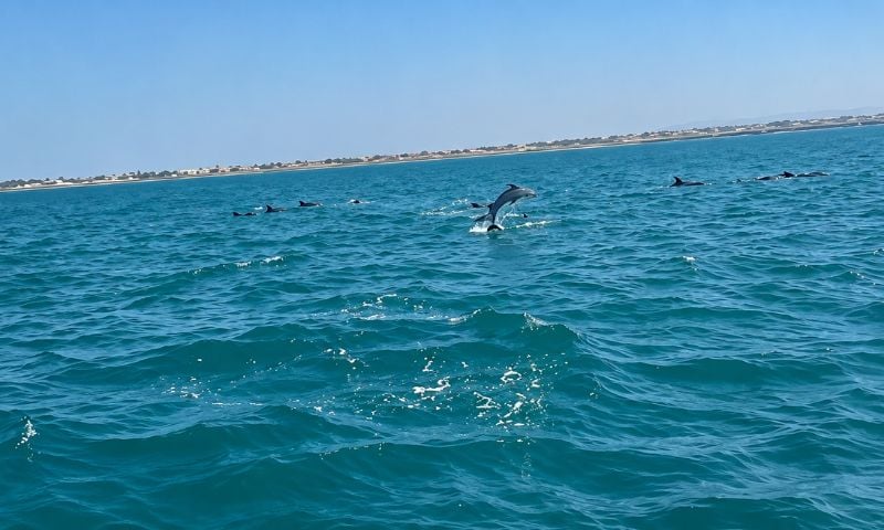 dolphin