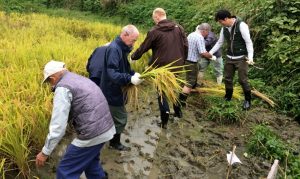 Rice Harvesting in Japan in 2026