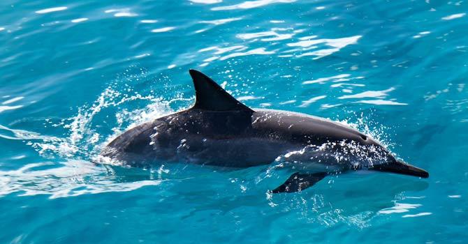 dolphin